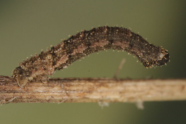 Idaea rusticata: Bild 28