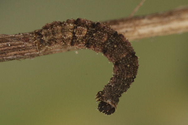 Idaea rusticata: Bild 29