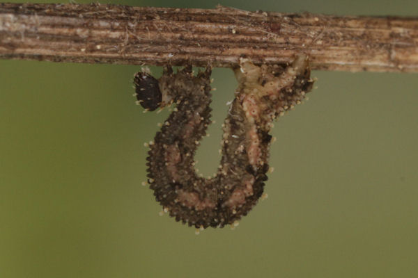 Idaea rusticata: Bild 30