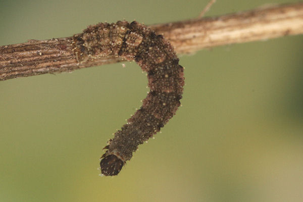 Idaea rusticata: Bild 34