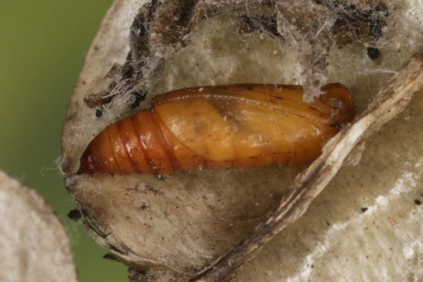 Idaea rusticata: Bild 40