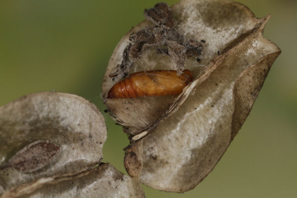 Idaea rusticata: Bild 41