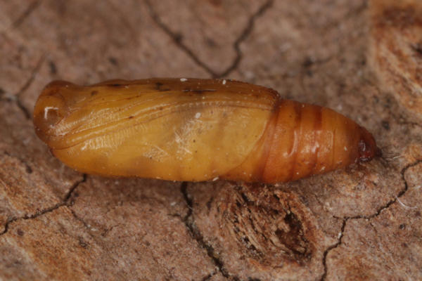 Idaea rusticata: Bild 38