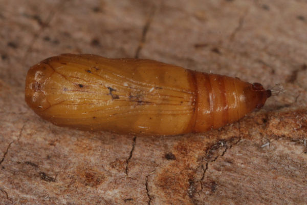 Idaea rusticata: Bild 39