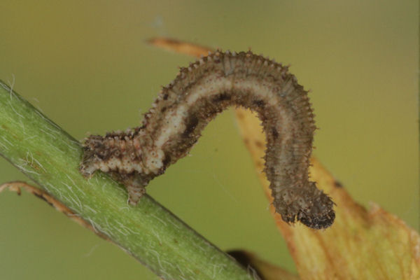 Idaea humiliata: Bild 19