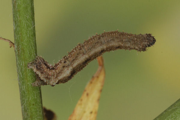 Idaea humiliata: Bild 20