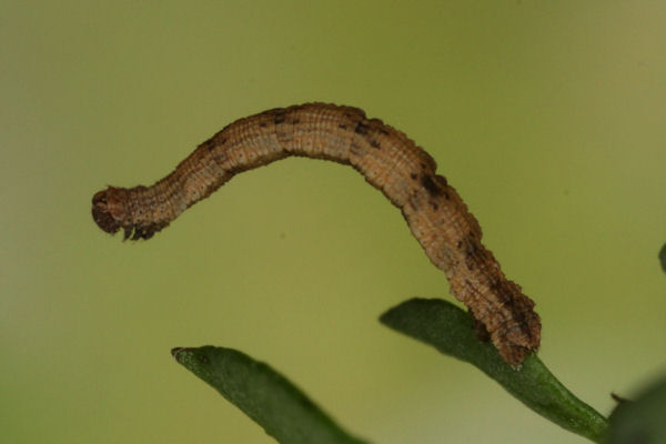 Idaea deversaria: Bild 49