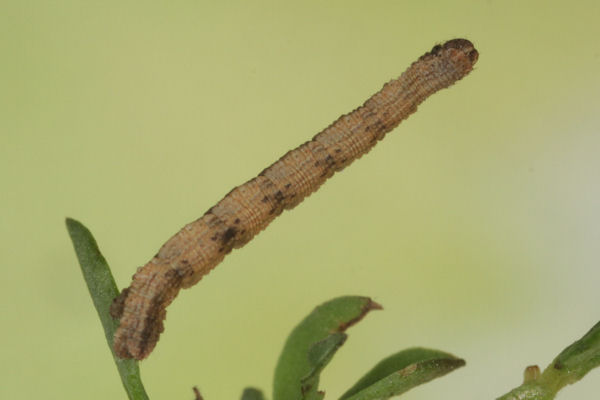 Idaea deversaria: Bild 50