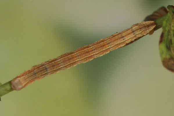 Aplocera praeformata: Bild 24