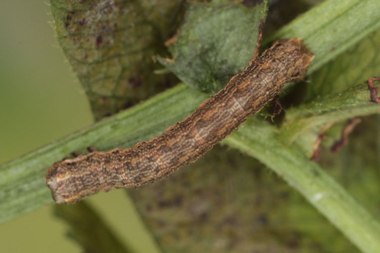 Gnophos furvata: Bild 12