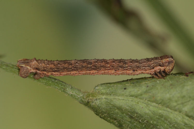 Gnophos furvata: Bild 13