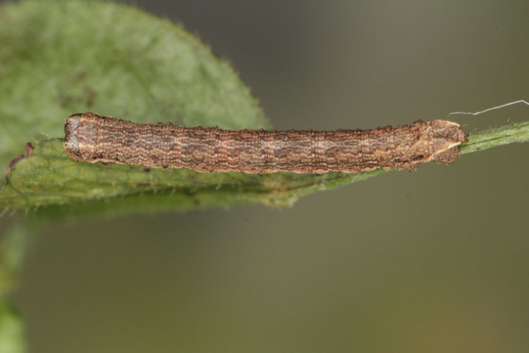 Gnophos furvata: Bild 14