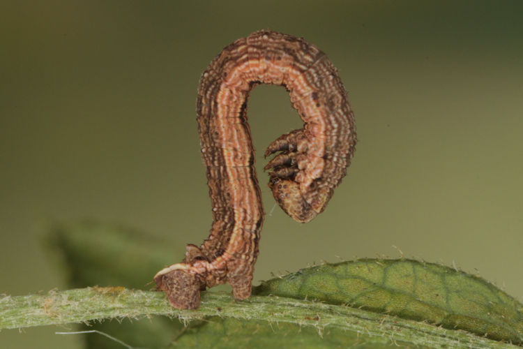 Gnophos furvata: Bild 15
