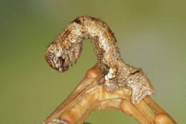 Ectropis crepuscularia: Bild 5