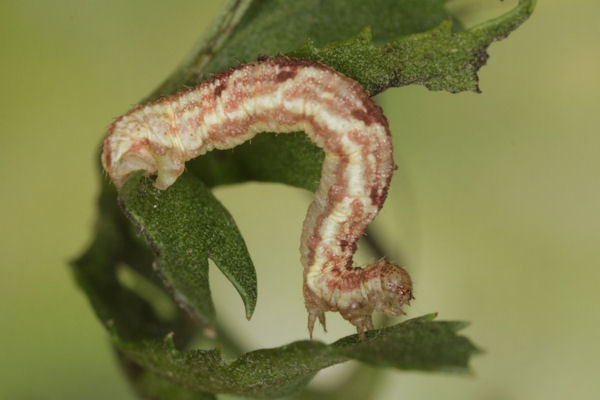 Eupithecia catharinae: Bild 25