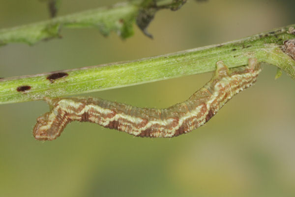 Eupithecia catharinae: Bild 26