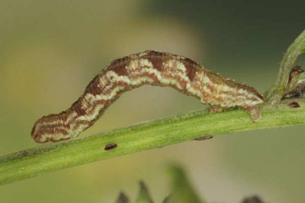 Eupithecia catharinae: Bild 28