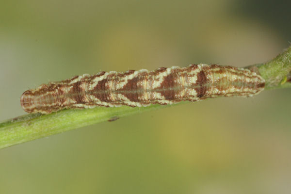 Eupithecia catharinae: Bild 29