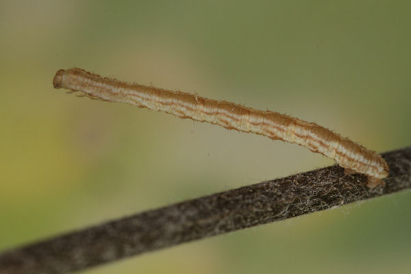 Eupithecia icterata: Bild 37