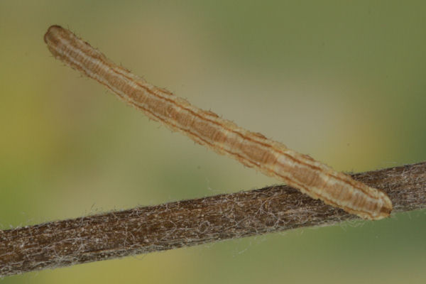 Eupithecia icterata: Bild 38