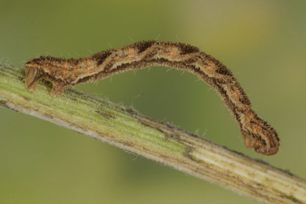 Eupithecia icterata: Bild 52