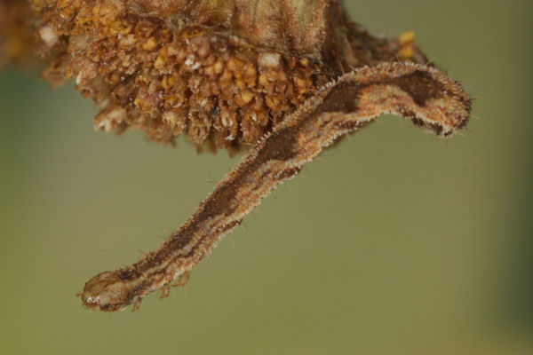 Eupithecia icterata: Bild 54