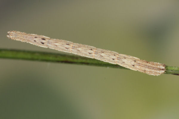 Idaea muricata: Bild 24