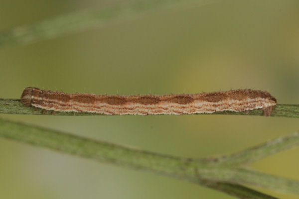 Eupithecia icterata: Bild 56