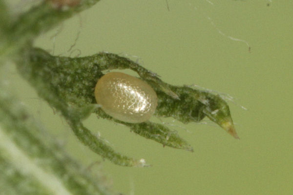 Eupithecia icterata: Bild 9