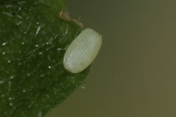 Scopula nigropunctata: Bild 3