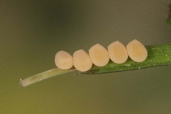 Gandaritis pyraliata: Bild 2