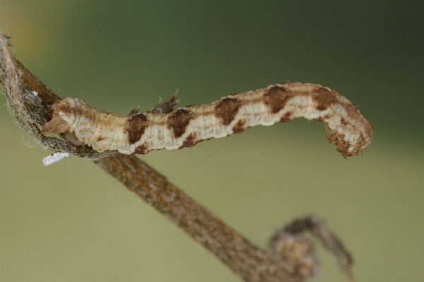 Eupithecia virgaureata: Bild 69