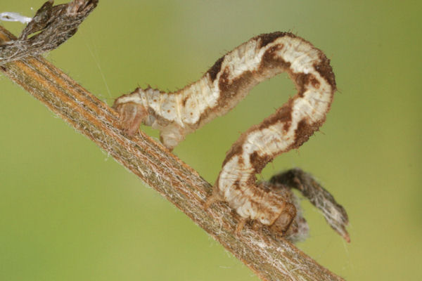 Eupithecia virgaureata: Bild 70