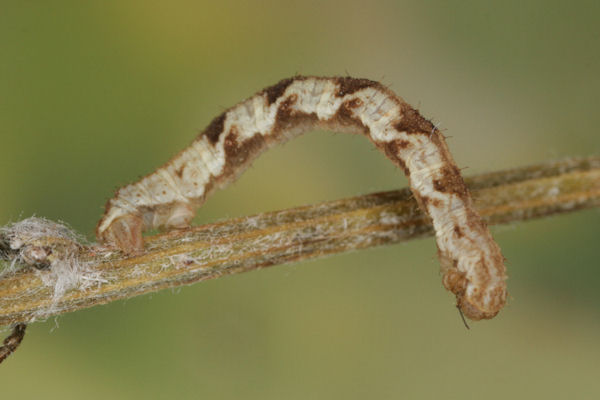 Eupithecia virgaureata: Bild 71