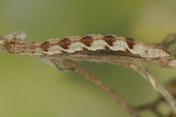 Eupithecia virgaureata: Bild 72
