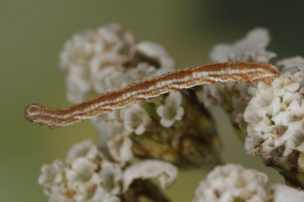 Eupithecia virgaureata: Bild 20