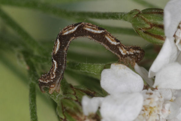 Eupithecia virgaureata: Bild 23