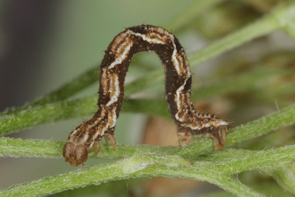 Eupithecia virgaureata: Bild 24