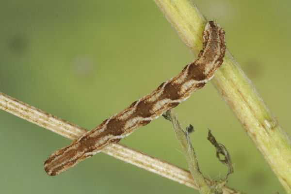 Eupithecia virgaureata: Bild 31