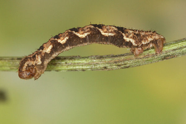 Eupithecia virgaureata: Bild 74