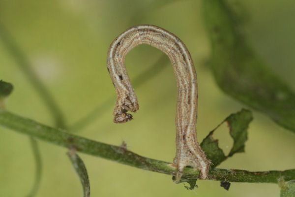 Idaea muricata: Bild 26