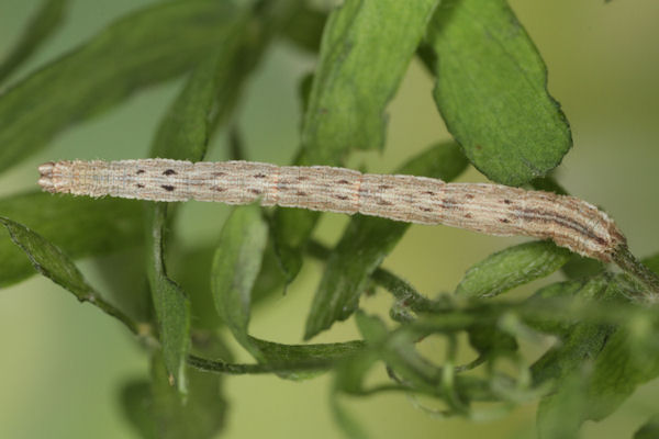 Idaea muricata: Bild 27