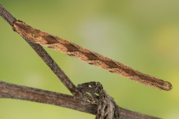 Eupithecia icterata: Bild 59
