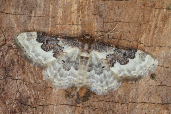 Idaea rusticata: Bild 20