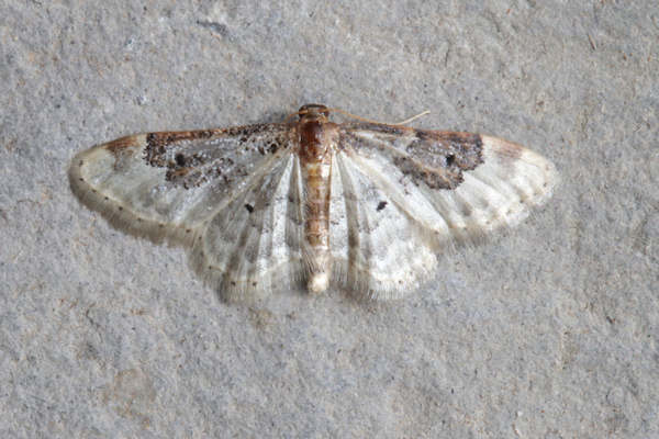 Idaea rusticata: Bild 3