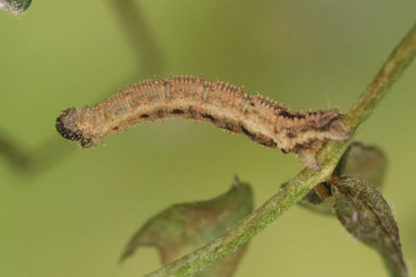 Idaea humiliata: Bild 26