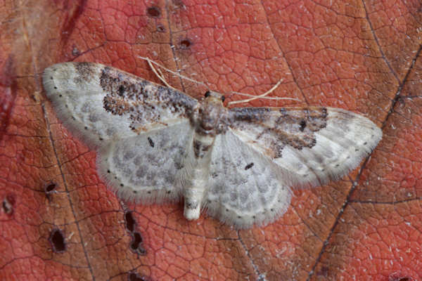 Idaea rusticata: Bild 4