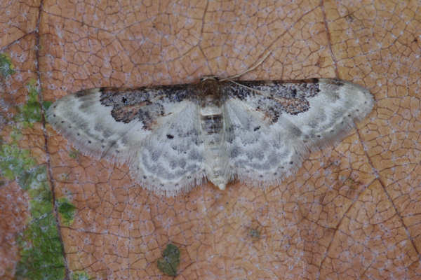 Idaea rusticata: Bild 26