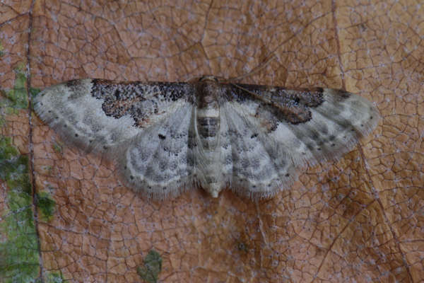 Idaea rusticata: Bild 27