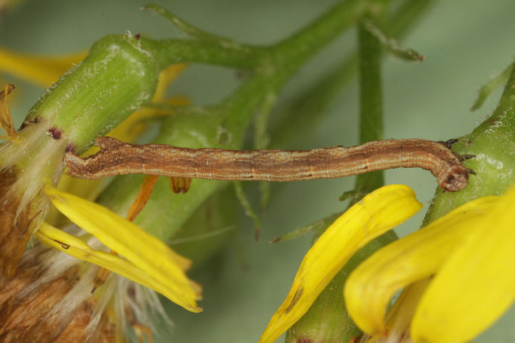 Peribatodes rhomboidaria: Bild 8